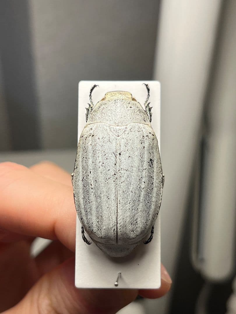 38mm】マッシロコガネ Cyphochi昆虫標本 プラチナコガネ - メルカリ