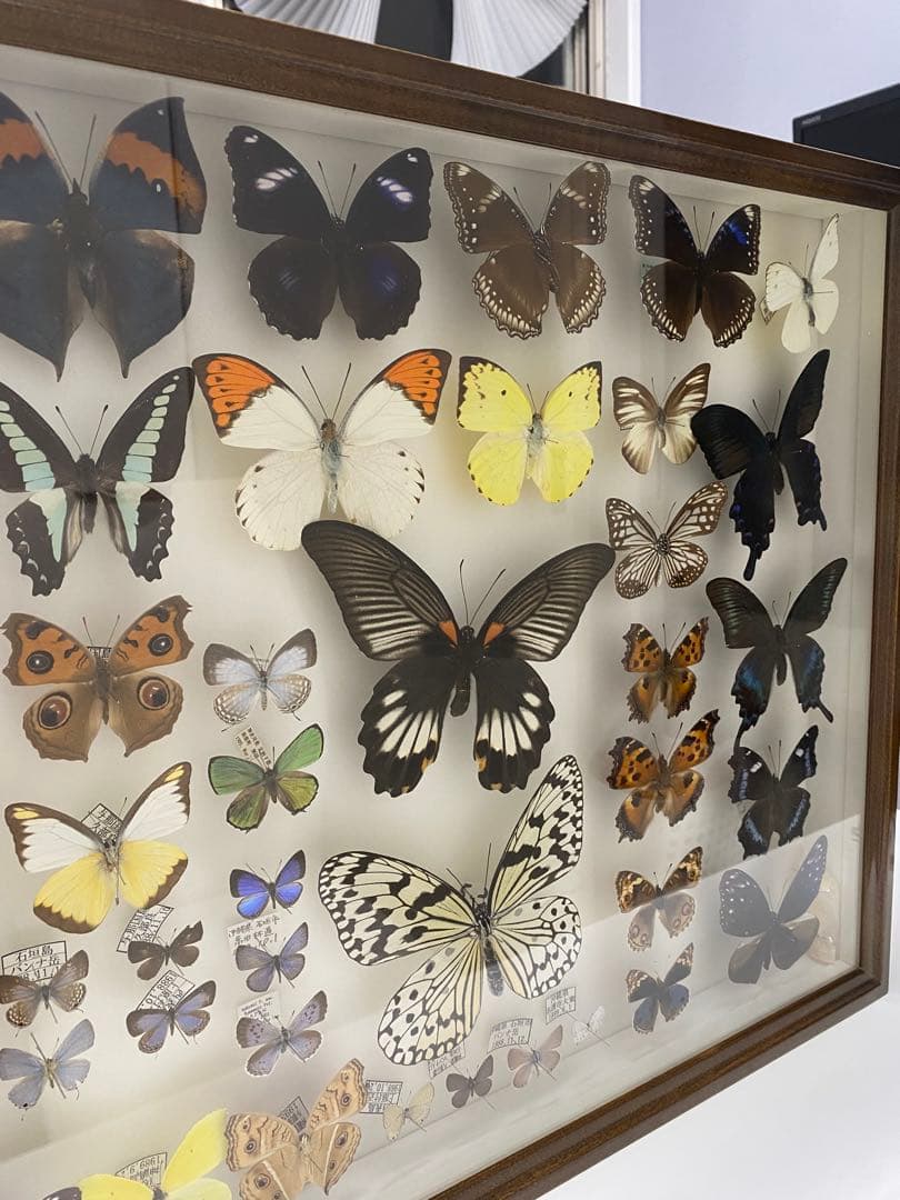 蝶の標本 17頭ガラスケース入り