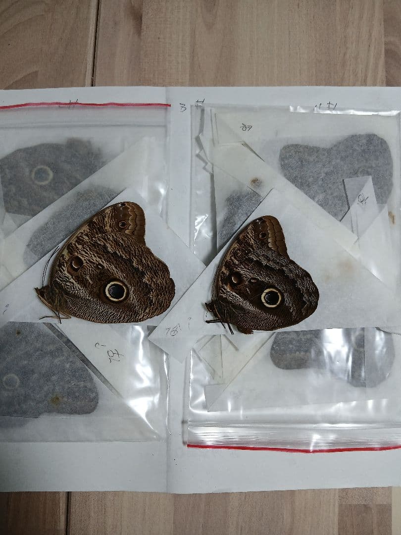 海外産標本｜コロンビア産 フクロウチョウ（猫頭鷹蝶）昆虫標本 - メルカリ