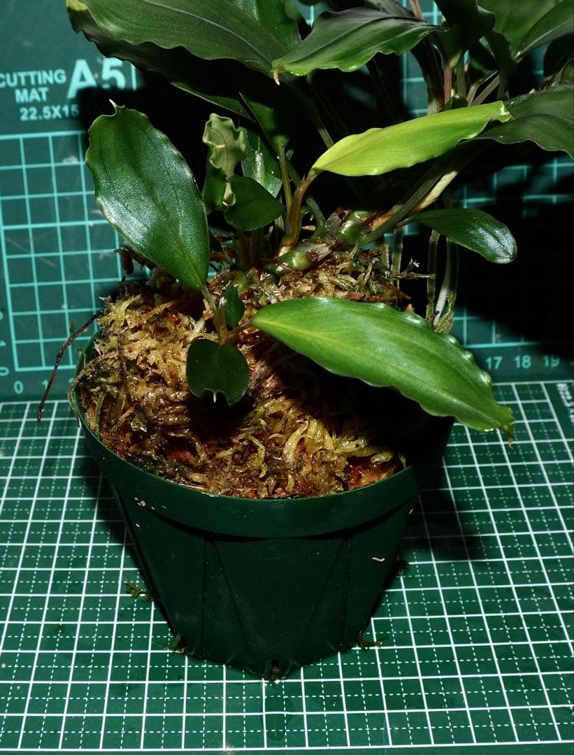 Bucephalandra sp. Demos 3rd【水の国】 Bucephalandra sp. 