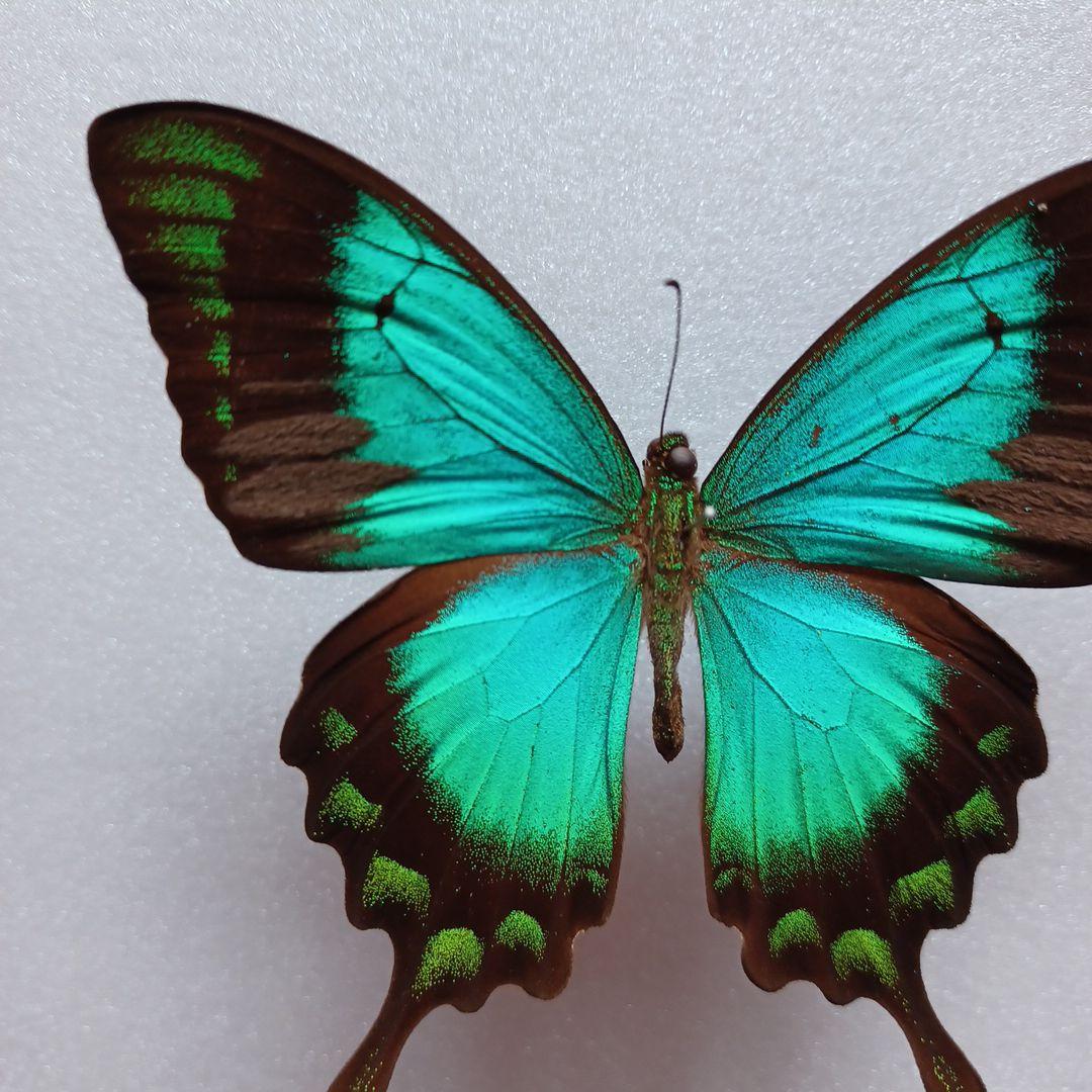 蝶標本 ヘリボシアオネアゲハ - メルカリ