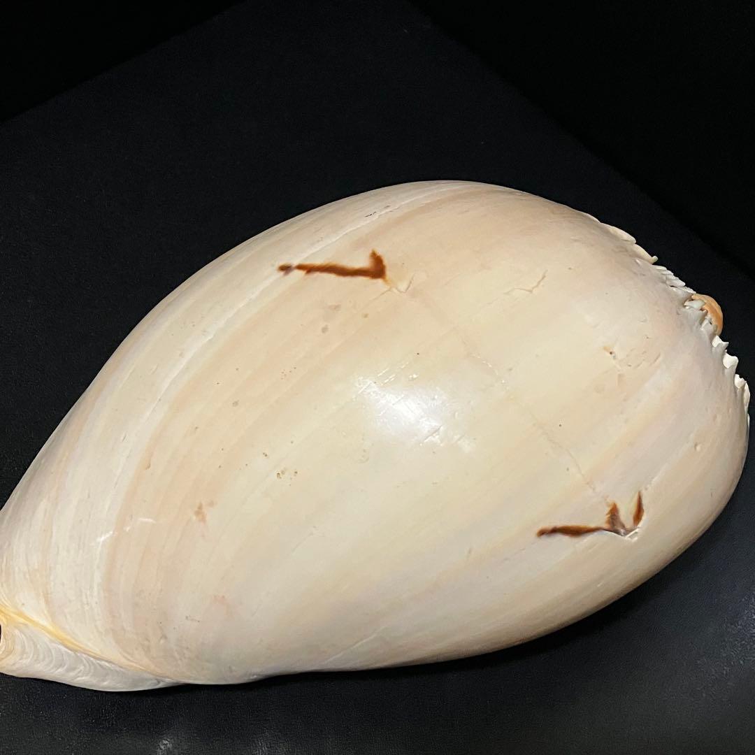 ヤシガイ 貝殻 約20cm - メルカリ