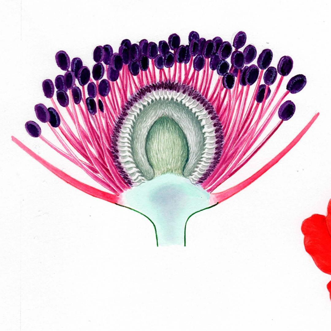 【絵画】ボタニカルアート　「アネモネ」原画