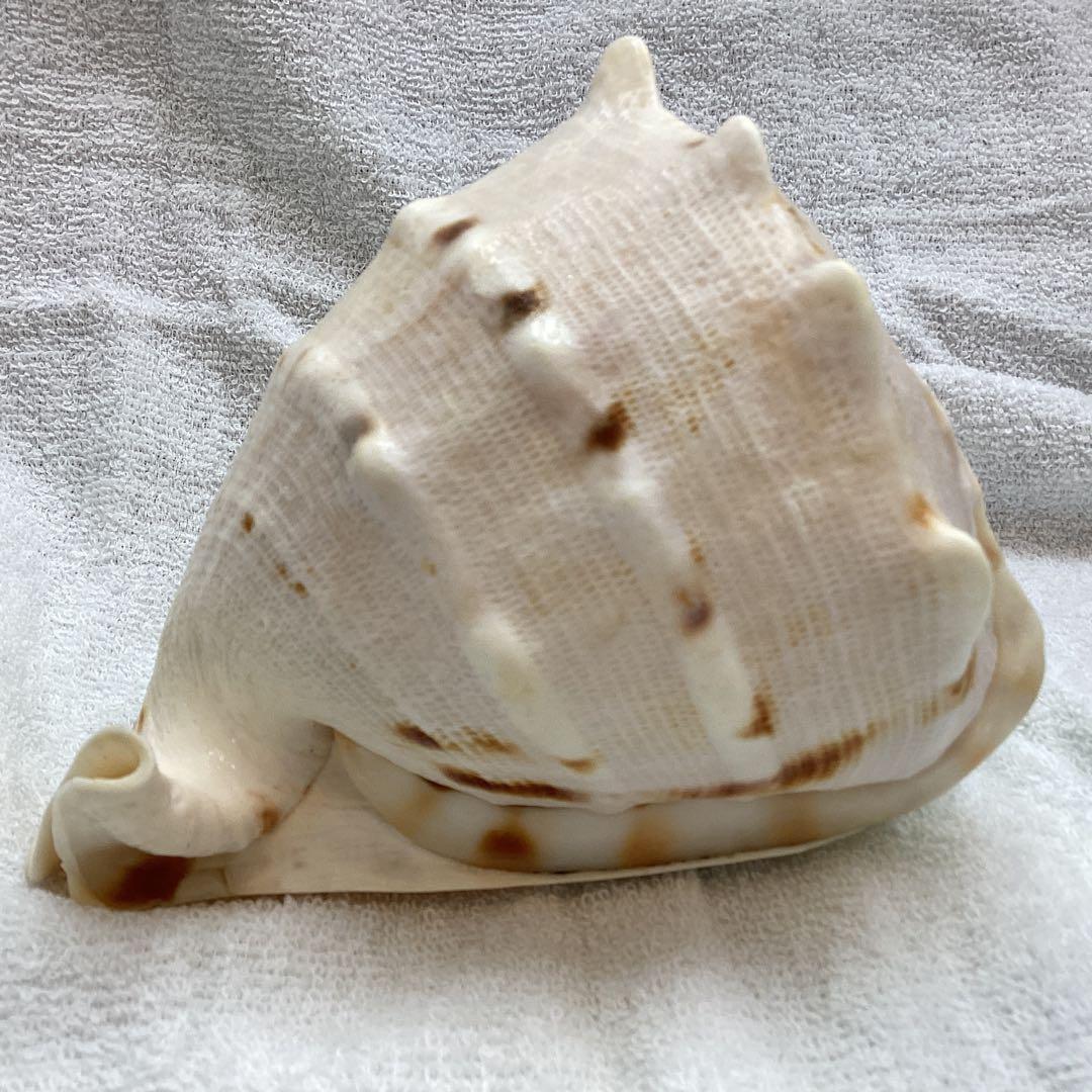 巻貝 トウカムリ 千年貝 置物 アンティーク 天然貝 インテリア - メルカリ