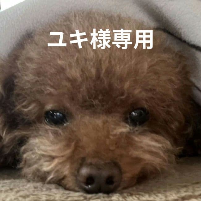 わかば様専用○犬服○ハンドメイド 胴59 NO.681 フレブル わかば○犬