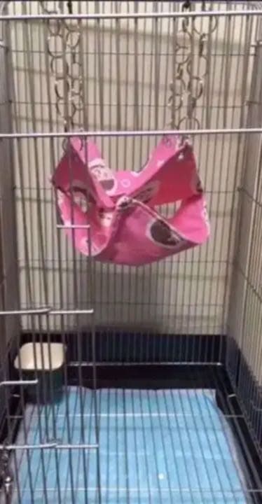 モモンガハウス（ひよ子のパン柄） 冬・春・秋仕様 ラビットボア ポーチ