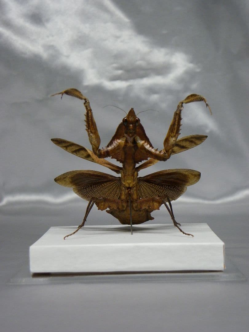 マオウカレハカマキリ ♀ 立体標本 魔王枯葉