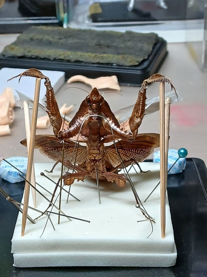 マオウカレハカマキリ ♀ 立体標本 魔王枯葉
