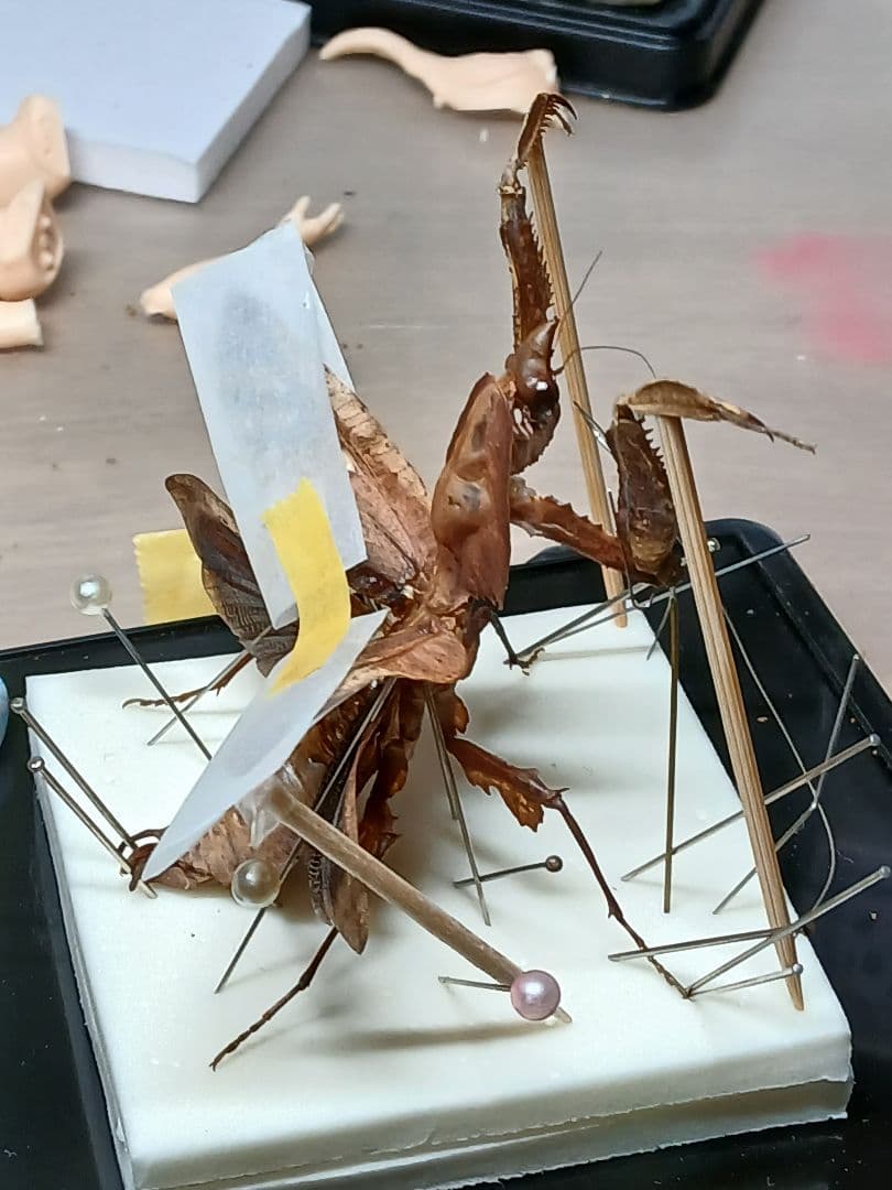 マオウカレハカマキリ ♀ 立体標本 魔王枯葉