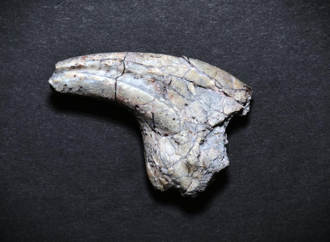 超希少・博物館級！デイノニクスの鉤爪と歯の化石 値段交渉可能