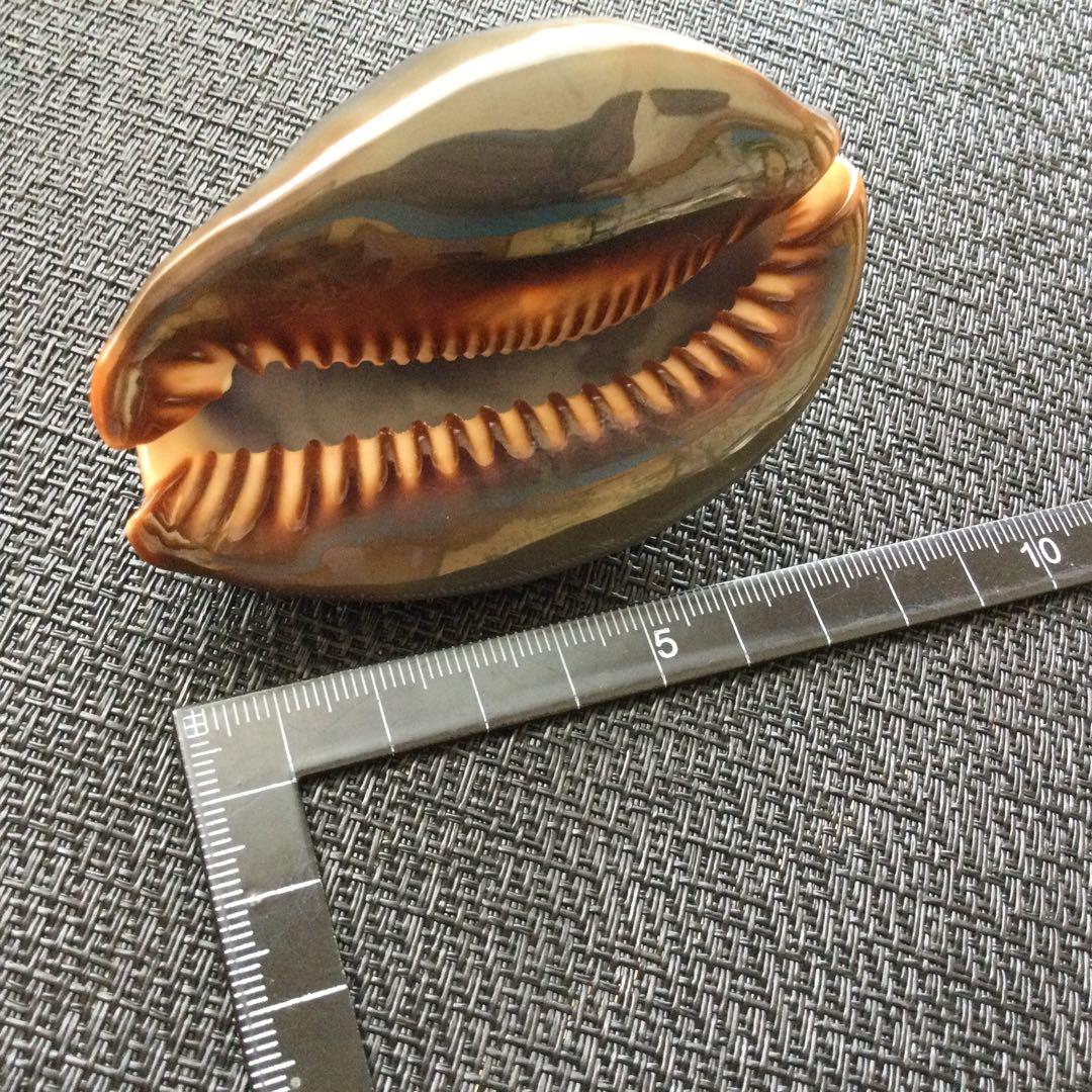 Yahoo!オークション - ハワイホシダカラ 大 タカラガイ 宝貝 貝標本 貝