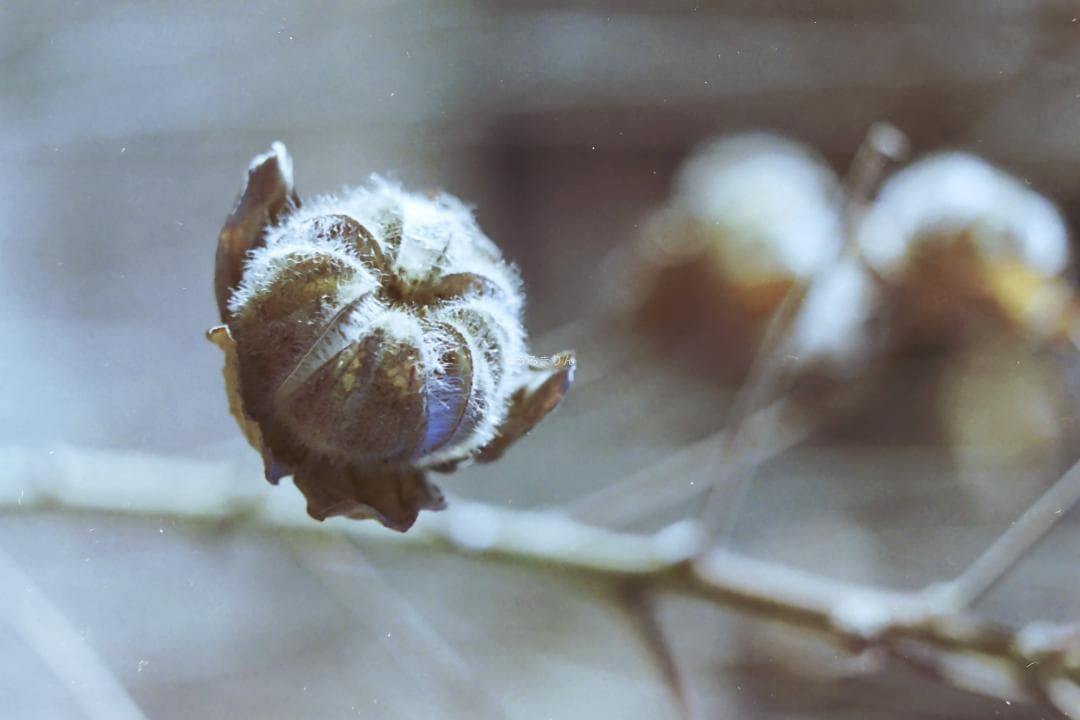 kotatsu様 最もシンプルなM型ライカ！Leica M1 フィルムカメラ