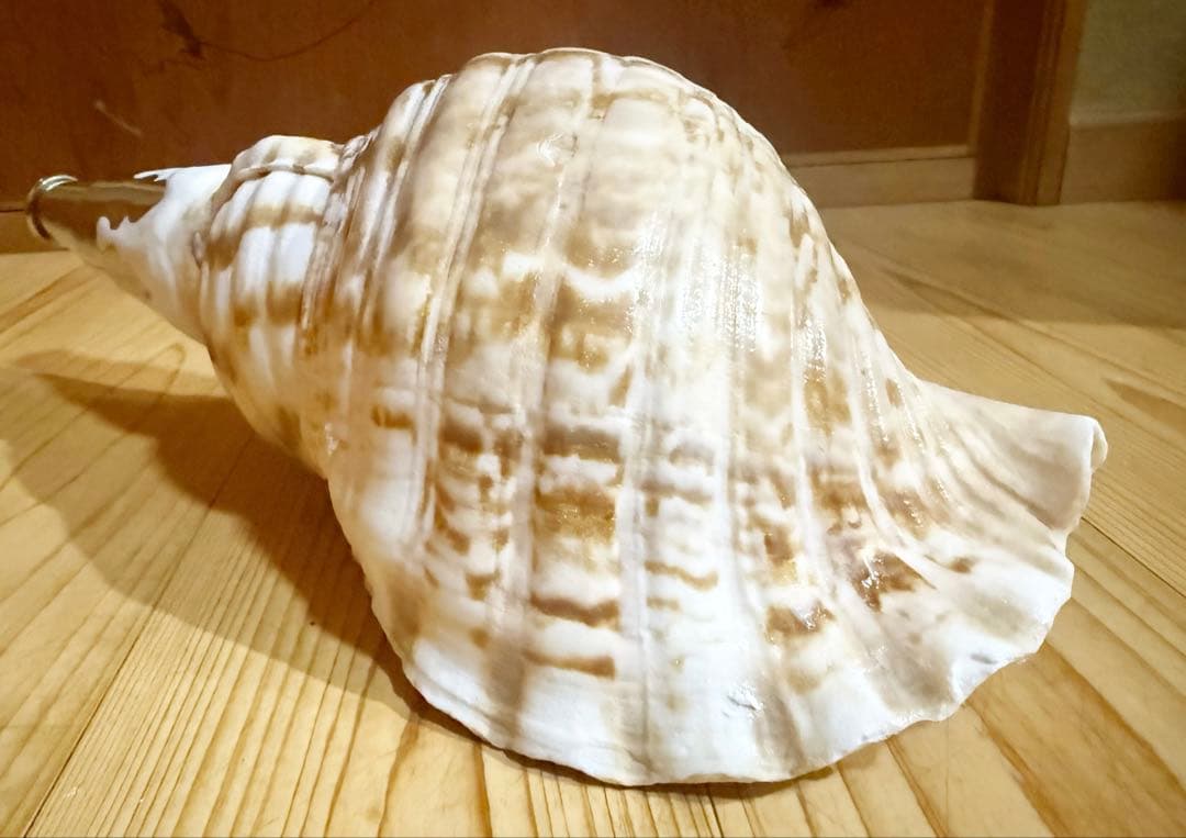 肉厚修験道法螺貝 山伏 密教 熊よけ 魔除け❣️ホラガイ ほら貝 - メルカリ