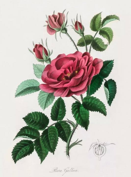 ★イギリス　ボタニカルアート　⑥