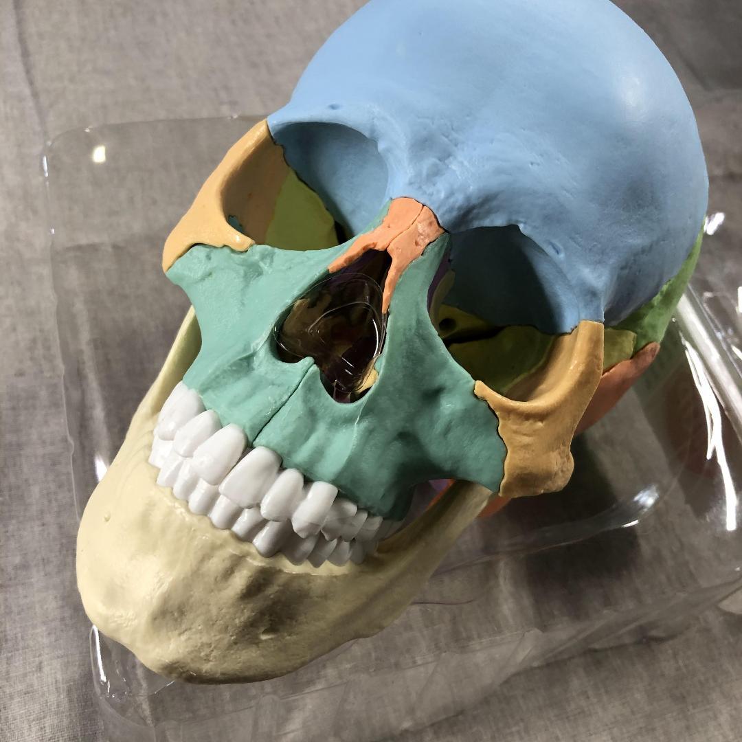 ERLER ZIMMER 22分割 マグネット式 頭蓋骨