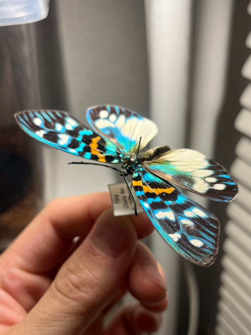 【極美個体】サツマニシキモルフォ蝶 蛾ピカソモスモルフォチョウ