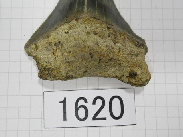 化石 サメの歯　メガロドン　インドネシア　6.5cm　No.1620