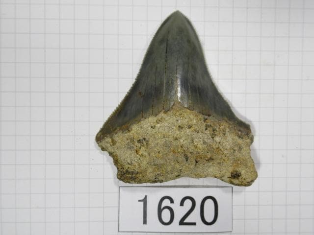 化石 サメの歯　メガロドン　インドネシア　6.5cm　No.1620
