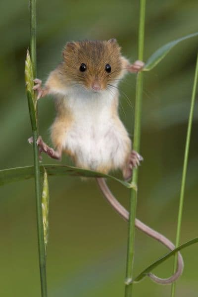 カヤネズミの゙巣6個セット
