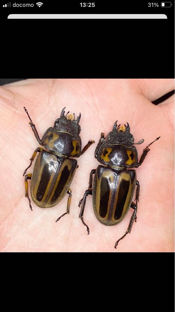 昆虫標本】パラワン、ゼブラ、フルストルファー、スマトラ