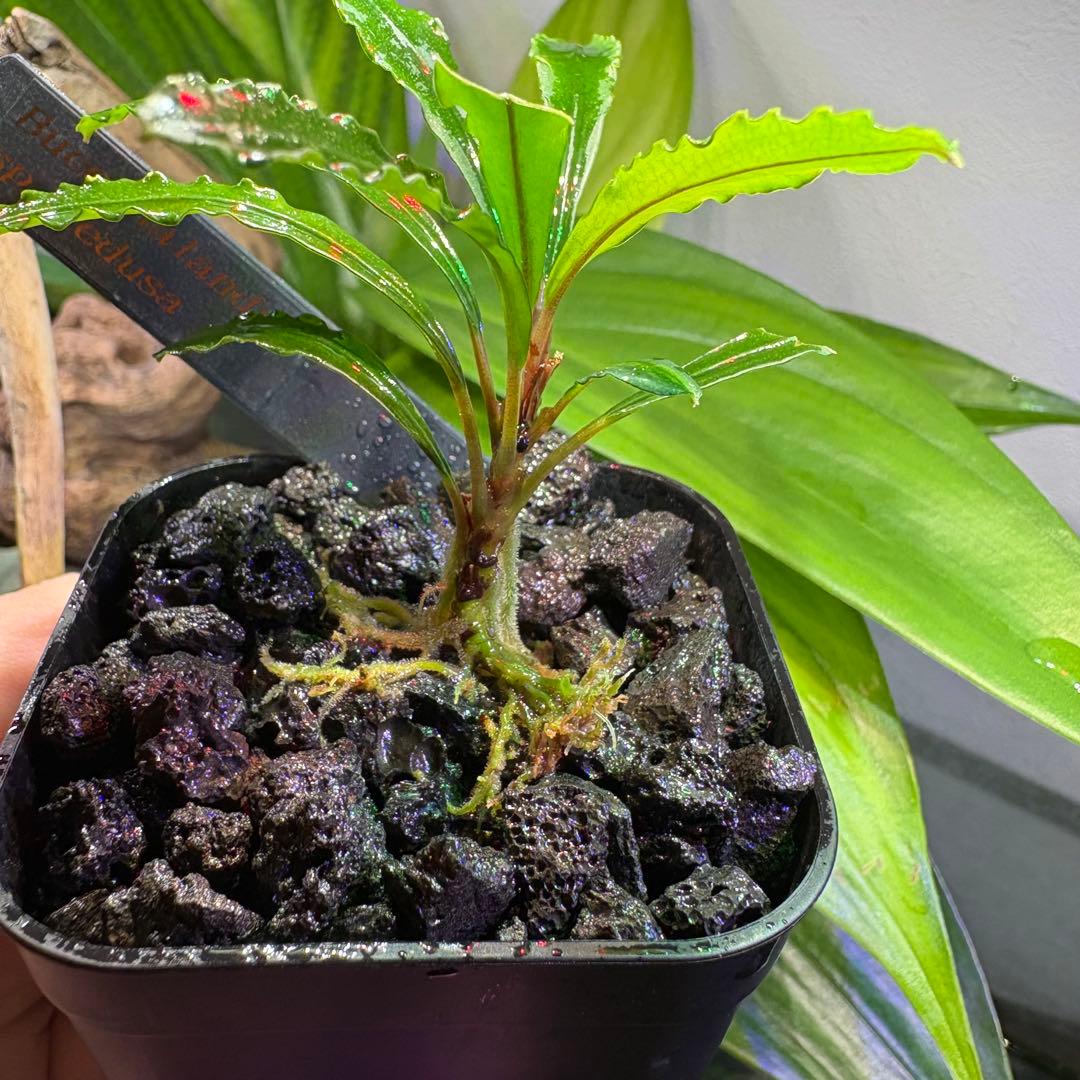 Bucepharandra ブセファランドラ new spices 新種水上葉 楽天市場