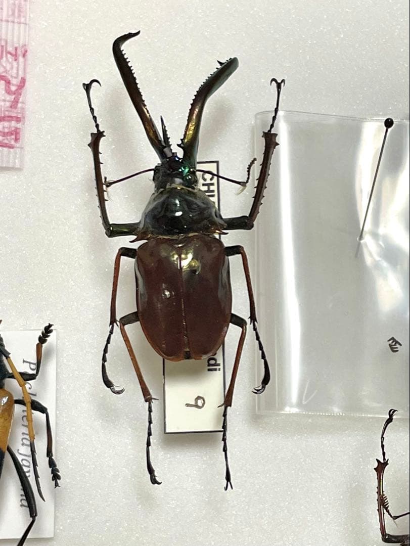 ホロメタリクス 標本 希少ホロメタリクス チリクワガタ