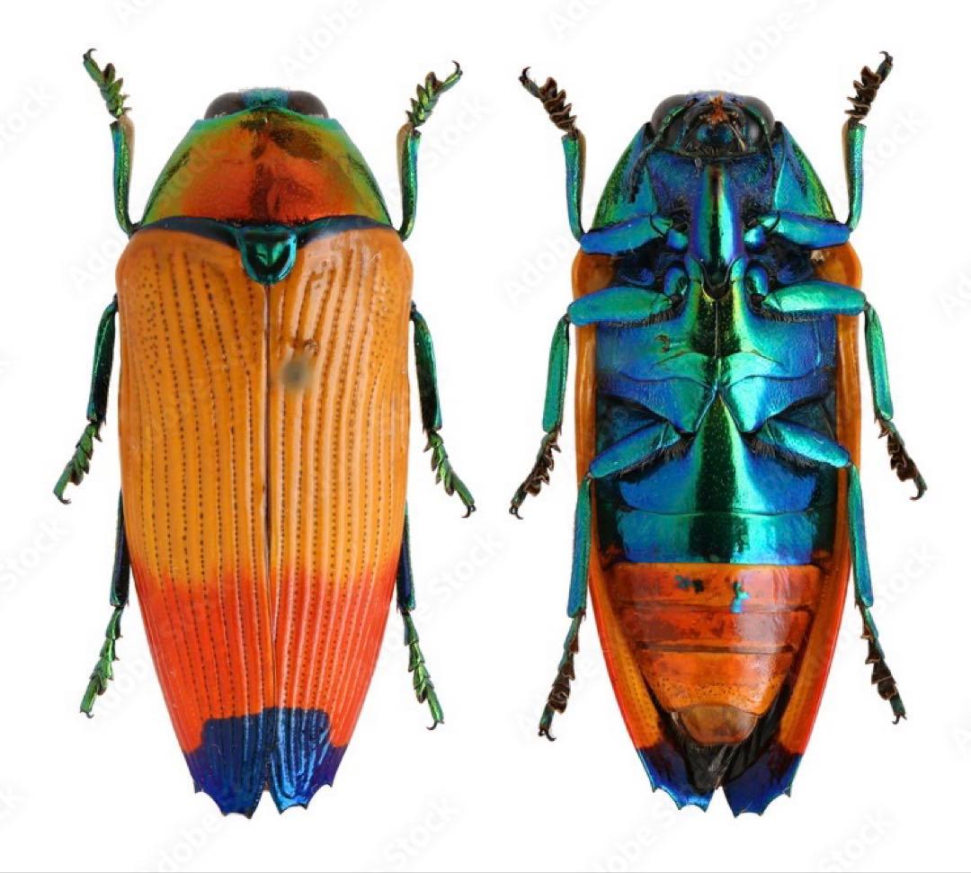 スジバネウスバウスバカミキリ 標本 幼虫