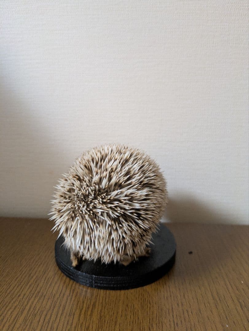 ハリネズミ 剥製 骨格標本 頭骨
