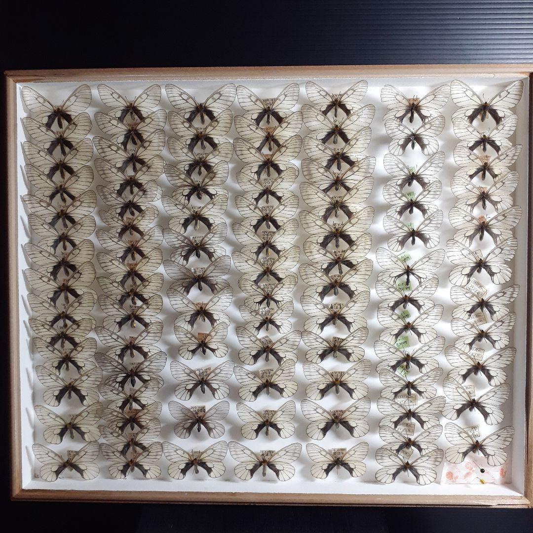 蝶標本 ウスバシロチョウ(ヒメウスバ)、エゾシロチョウ、大型ドイツ