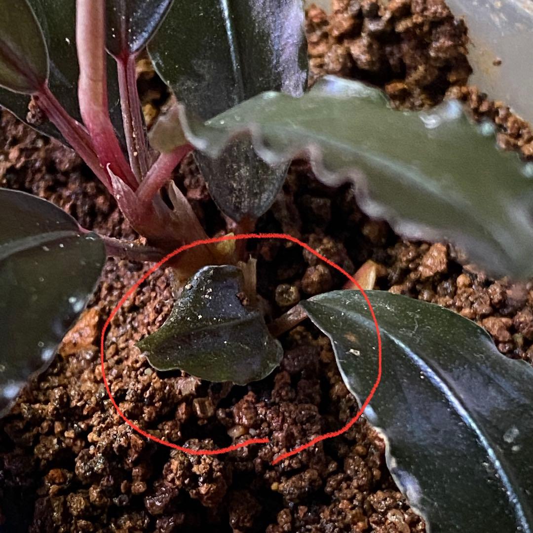 Bucephalandra sp. Upper black castle