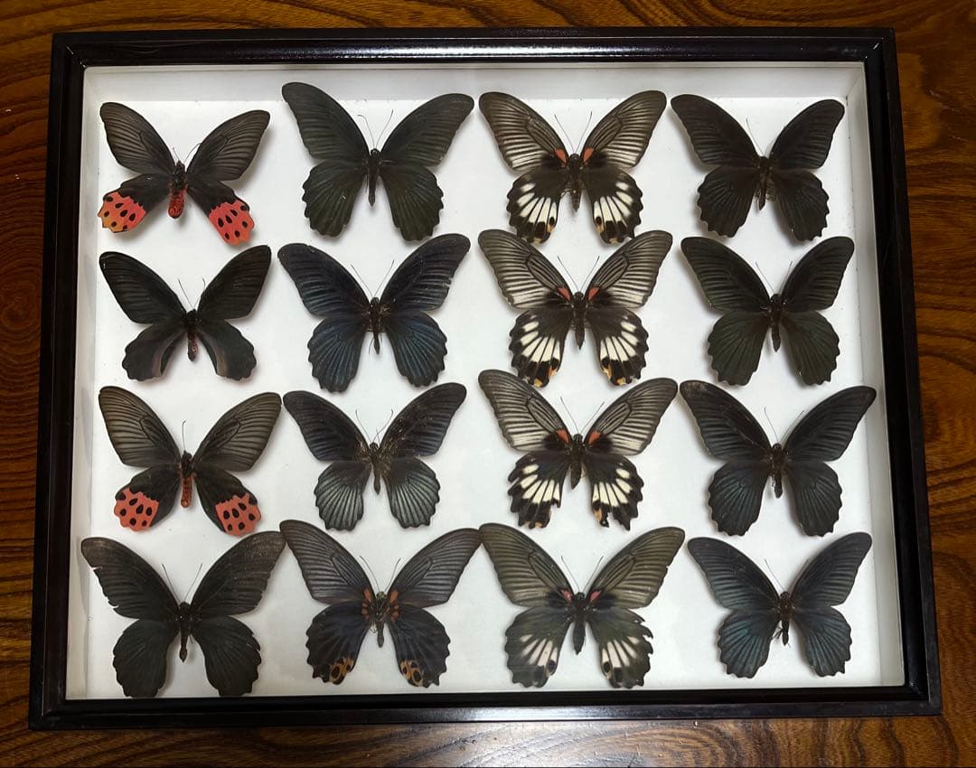希少蝶標本ドイツガラス木箱現状品のみ41x50x6cm 蝶標本希少ウスドイツ