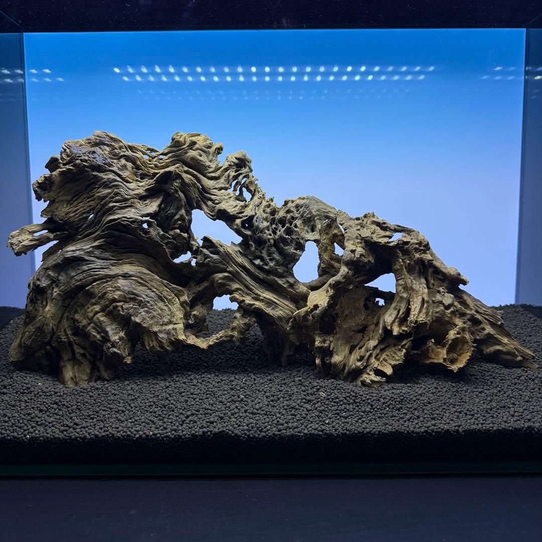 MJW-7237 「特選」ジンジャーウッド 60cm水槽用 天然流木3本セット