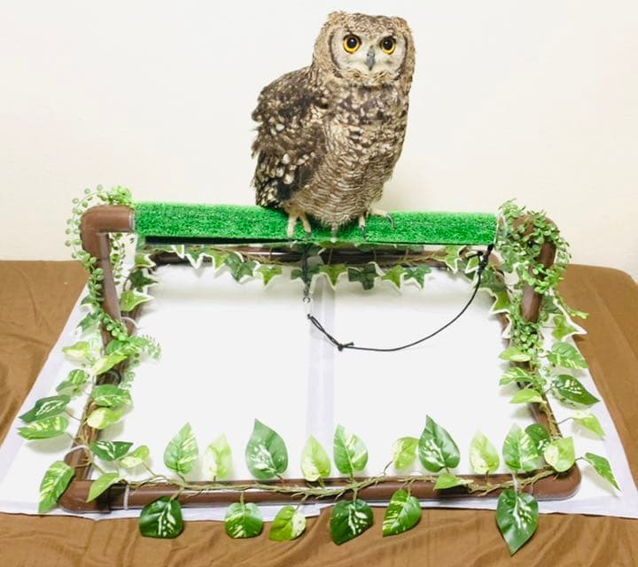 クリアランス 猛禽用パーチ パーチ オーダー可 フクロウ 鷹 ハリスホーク