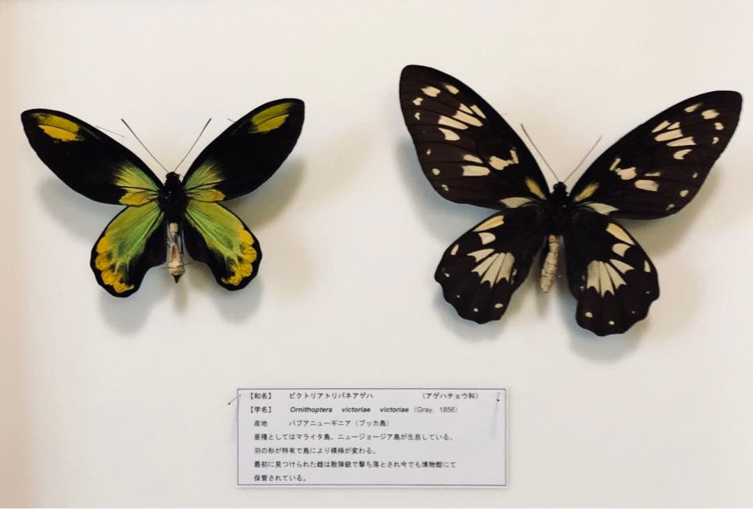 マンデブラリス☆究極標本2ex パプア産 大型 56mm/58mm 凄デザイン