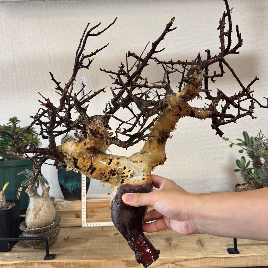 55 観測者らぷらすの聖地巡礼1