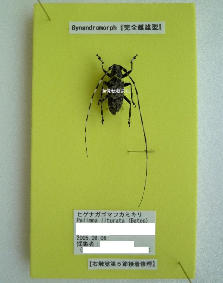 昆虫標本 完全雌雄型 ヒゲナガゴマフカミキリ】