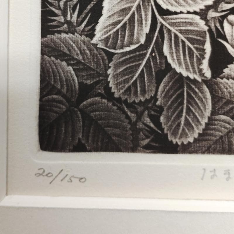 ☆林 董子☆「はまなす」銅版画 八ツサイズ ED20/150 未使用！ - メルカリ