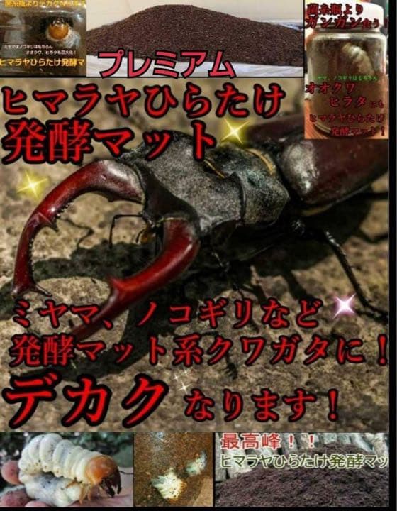 ミヤマクワガタ、ノコギリ幼虫に抜群！800mlボトル入プレミアム発酵