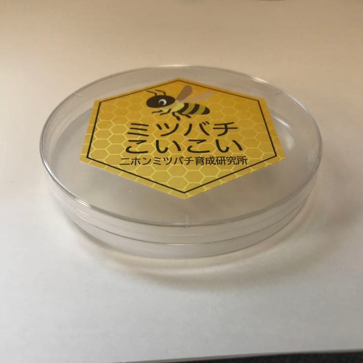 最新 誘引ルアー 4つセット ニホンミツバチの誘引に 蜜蜂誘引剤