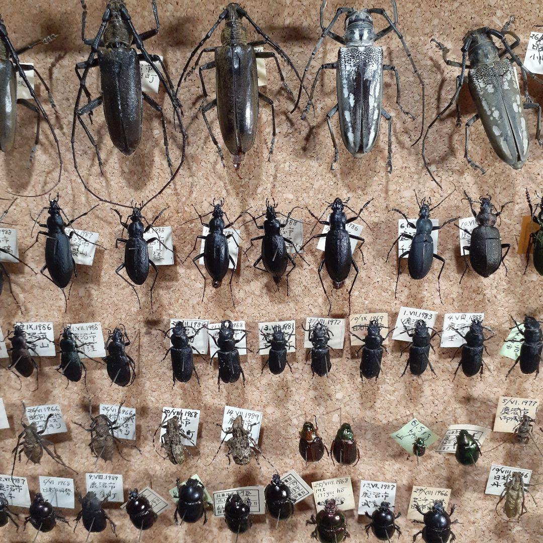 甲虫標本 カミキリムシ、オサムシほか66頭。大型ドイツ標本箱入り
