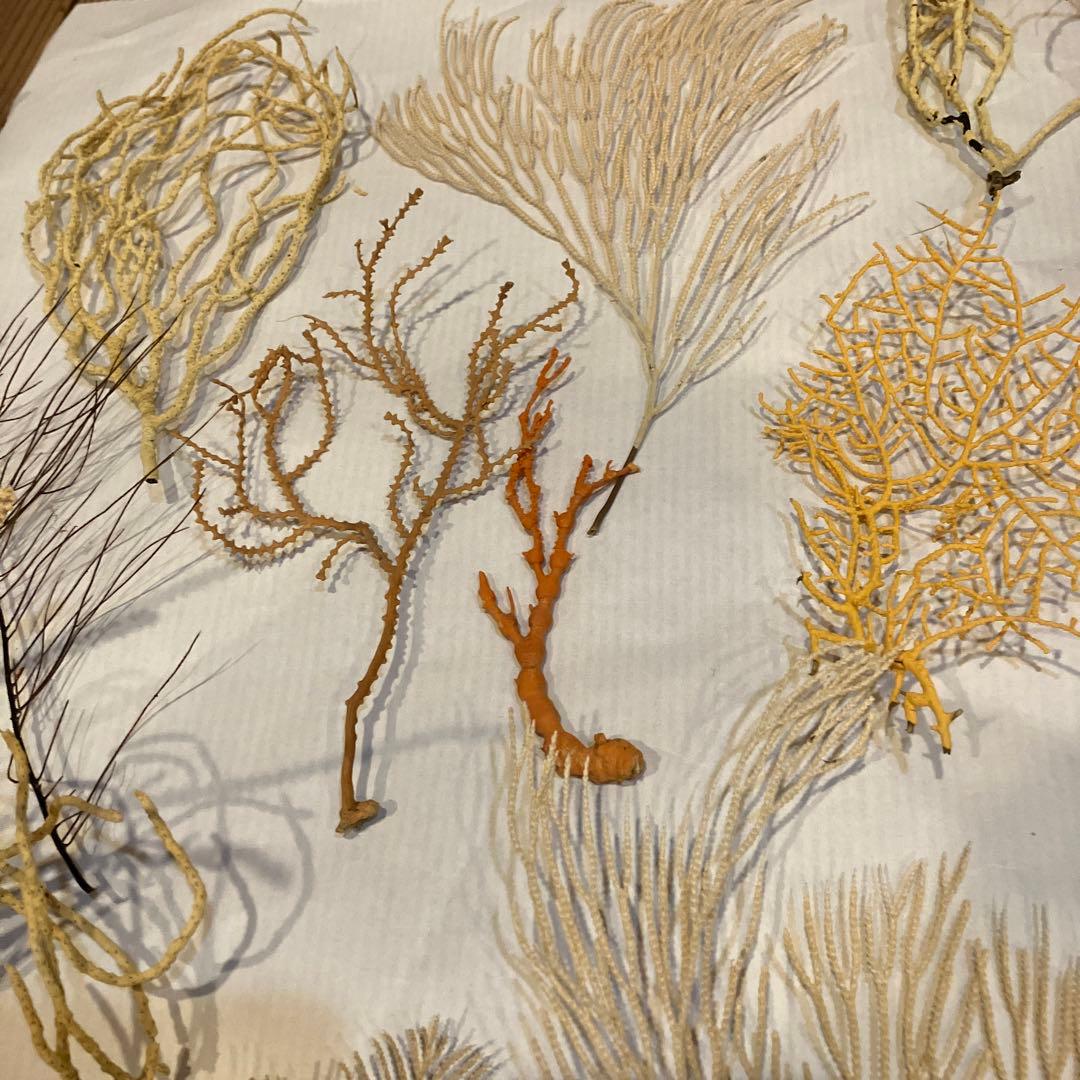 本日値下げ　高知県産　珊瑚お得セット