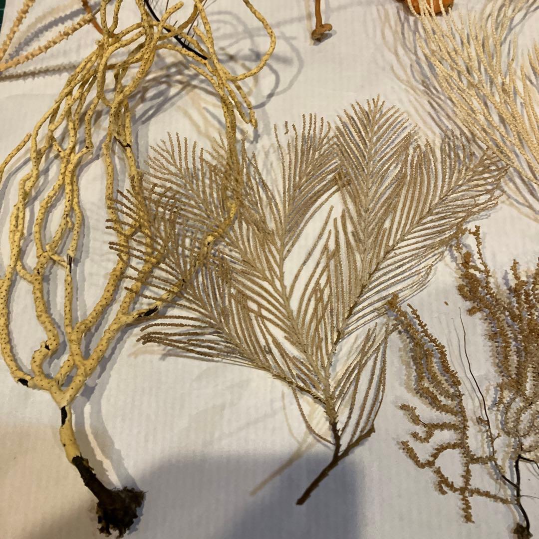 本日値下げ　高知県産　珊瑚お得セット