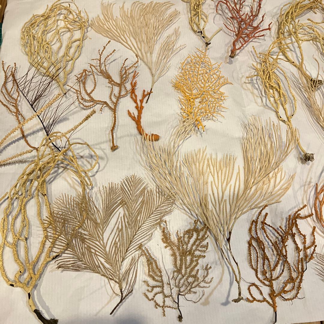 本日値下げ　高知県産　珊瑚お得セット