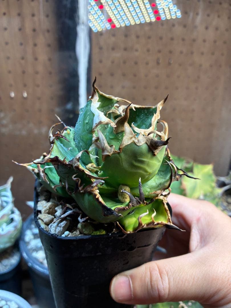 楽天市場】花台 紫檀の通販 送料無料 高級花台 紫檀調 木製飾台 盆栽台