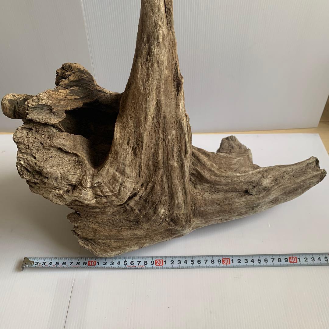 アク抜き済み流木　No.161 超レア型