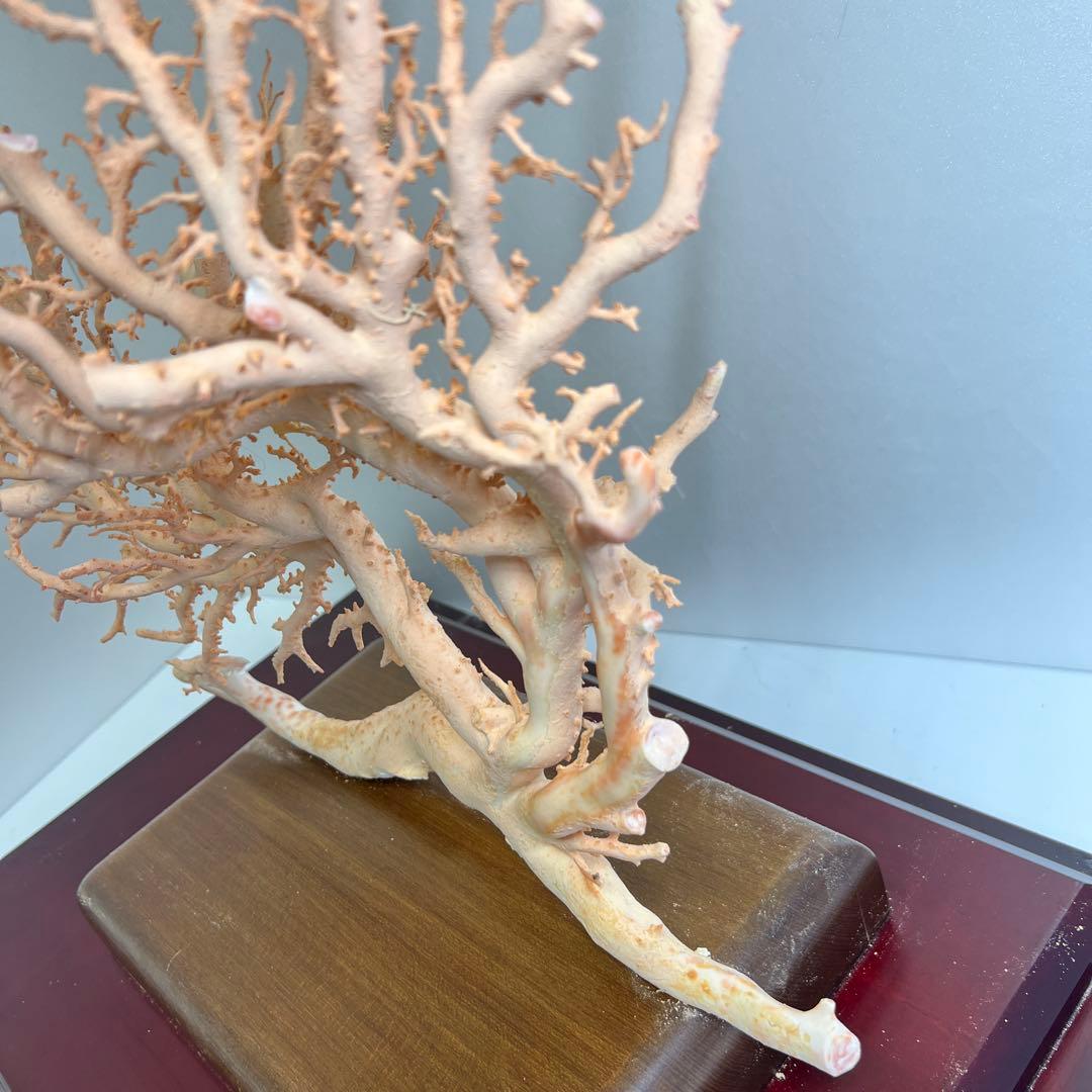 本桃色珊瑚 超特大原木 ガラスケース付 東Y8-0105☆2Fタサオ 金魚