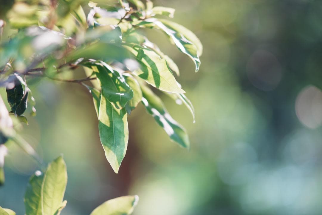 整備＆テスト済】 SMC Takumar 135mm F2.5 6枚玉 807