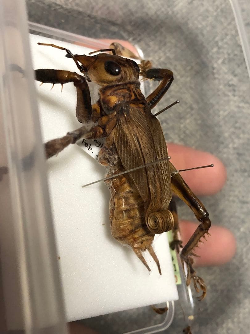 マキバネコロギス 標本 - メルカリ