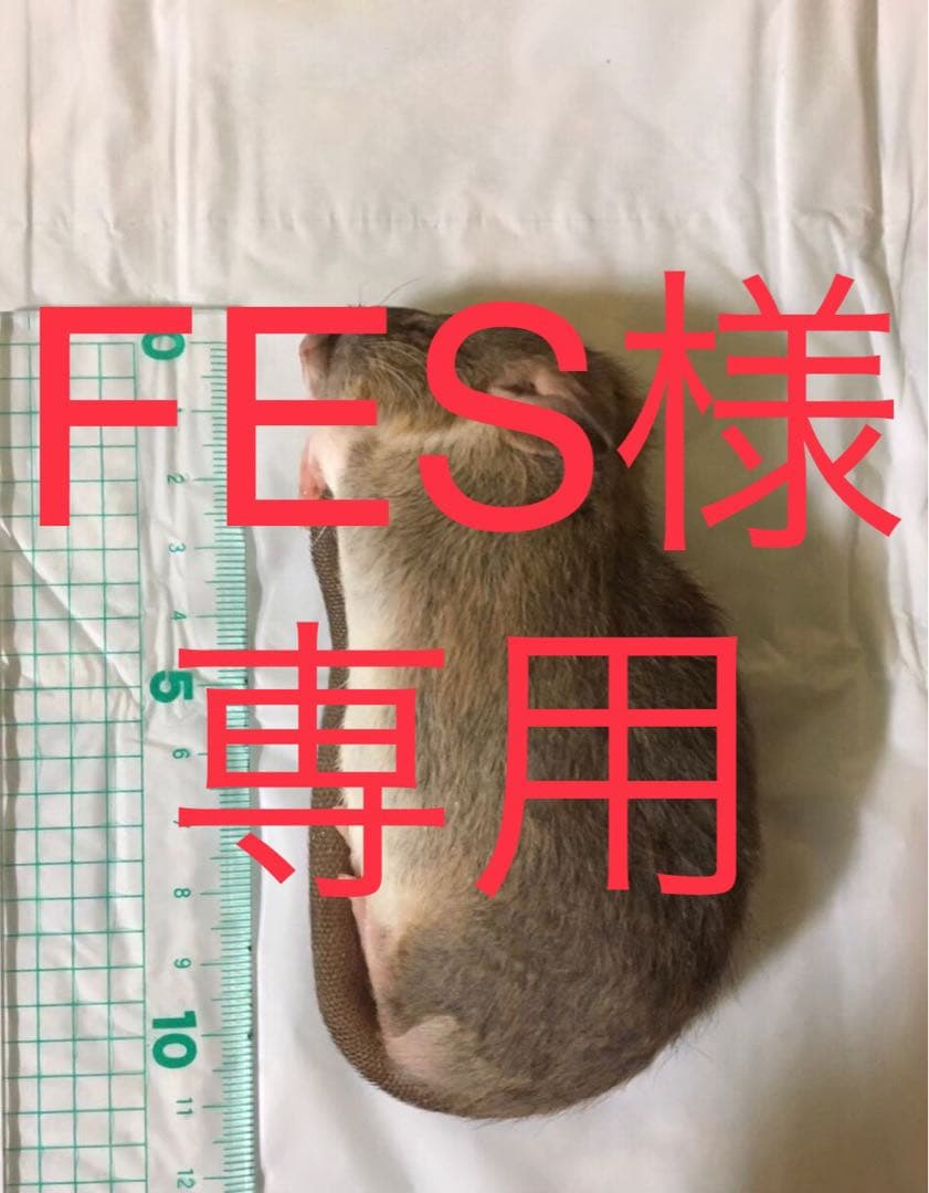 爬虫類・両生類のエサ F20 SS20 S50 爬虫類・両生類のエサ F20 SS20 S50 爬虫類・両生類のエサ F20 SS20