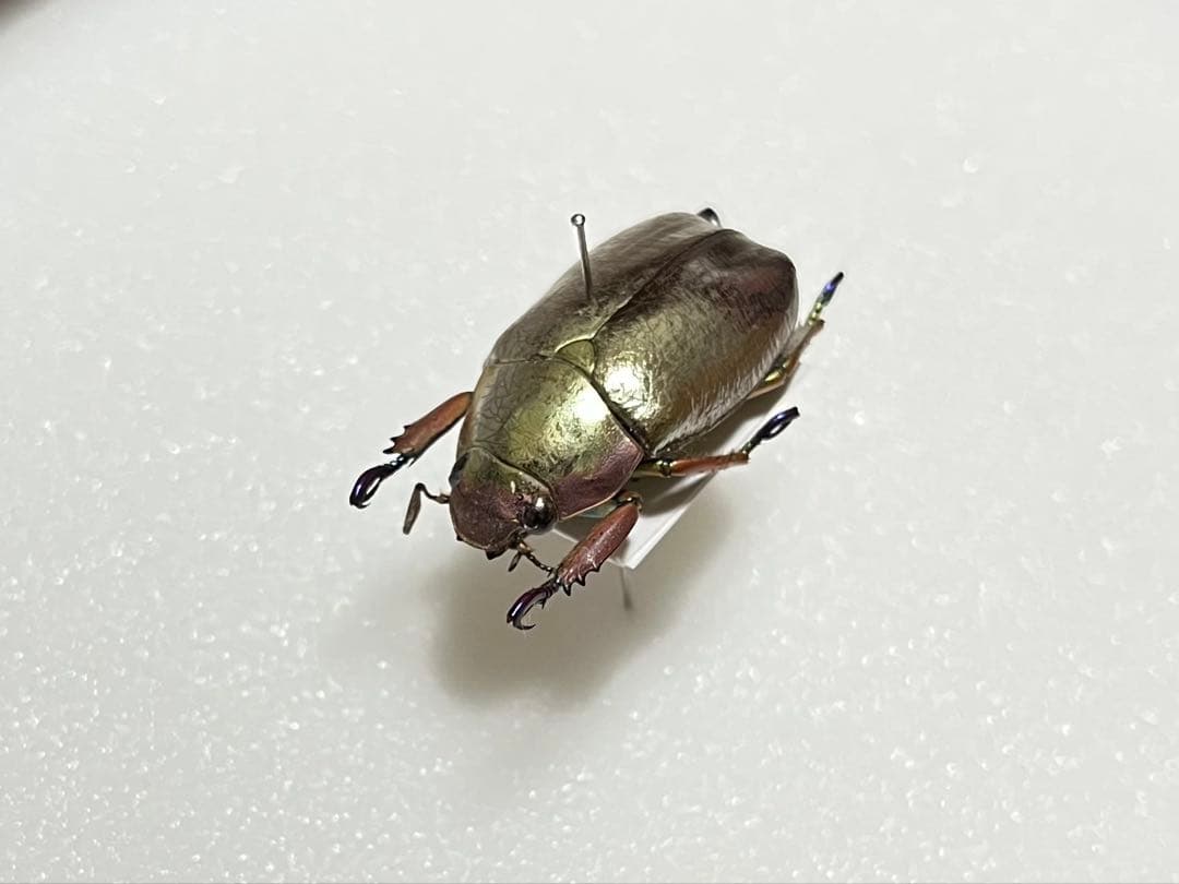 クリサルギレアプラチナコガネ 標本 爪先が青紫のプラチナコガネ人気種